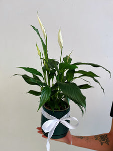 PEACE LILLY