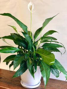 PEACE LILLY